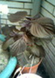 ����Լ��ǰ